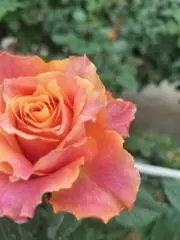 めっぽ♡