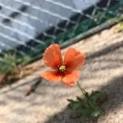 べるたの画像