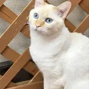みぃこ