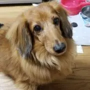 チップの画像