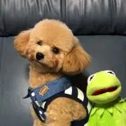 ✩ Melu ✩の画像
