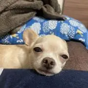 ナベ