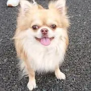 しゅん