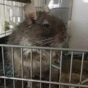 ボン