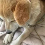 じゅじゅの画像