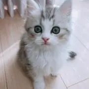 くらこん