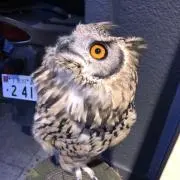 ヒロ