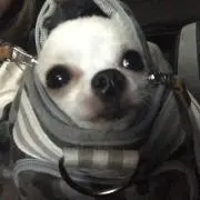 かれん