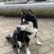 ちょこ♪の画像