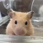 たまやんの画像