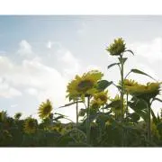 ツナの画像