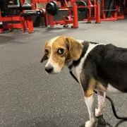 べらの画像