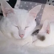 なぉ