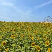 かずおかの画像
