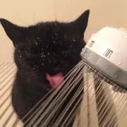 タニカゼナガテ