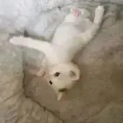 ★ろんろん★の画像