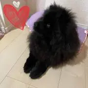 れれれの画像