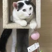 明明