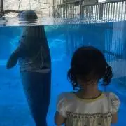 Chimaの画像