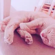 Tomo