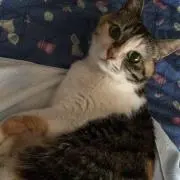 てつさん