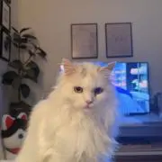 Dee