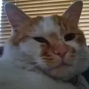 きばっち
