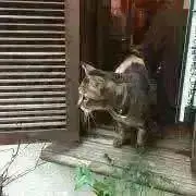 sakuraの画像