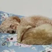 マロショコの画像