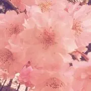 ウズメの画像