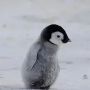 ユキの画像