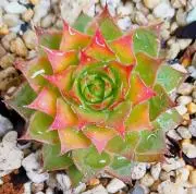 ﾊ~ﾄ♡（植物２点目から30円引き）の画像