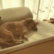 風心