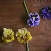 violaの画像