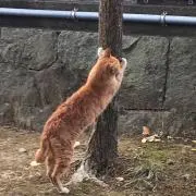 ぬこの画像