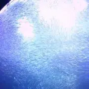 emrの画像