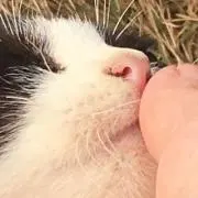みぬえっとの画像