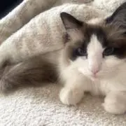 こまき