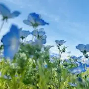 白玉の画像