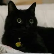 ひじき