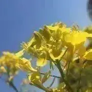 -八神 綾-しばらくお休みしますの画像