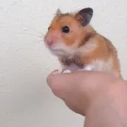 まりの画像