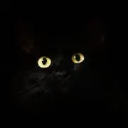 Zizi