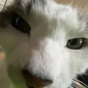 マルゾウの画像