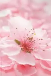 桜の画像