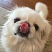 プーちゃん