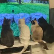 めぐりちゃ