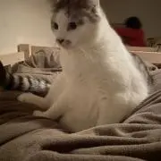 inagetoruの画像