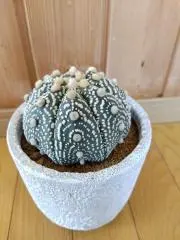 ももんがの画像