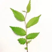 Kanoの画像
